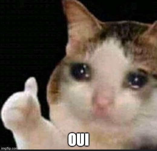 crying cat saying oui | OUI | image tagged in funny,cat | made w/ Imgflip meme maker