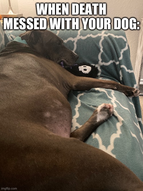 I’m Not Dying Today! | WHEN DEATH MESSED WITH YOUR DOG: | made w/ Imgflip meme maker