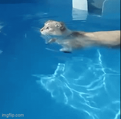 cat-swimming-imgflip