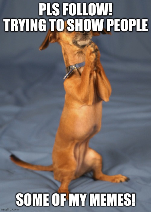 Begging dog | PLS FOLLOW! TRYING TO SHOW PEOPLE; SOME OF MY MEMES! | image tagged in begging dog | made w/ Imgflip meme maker