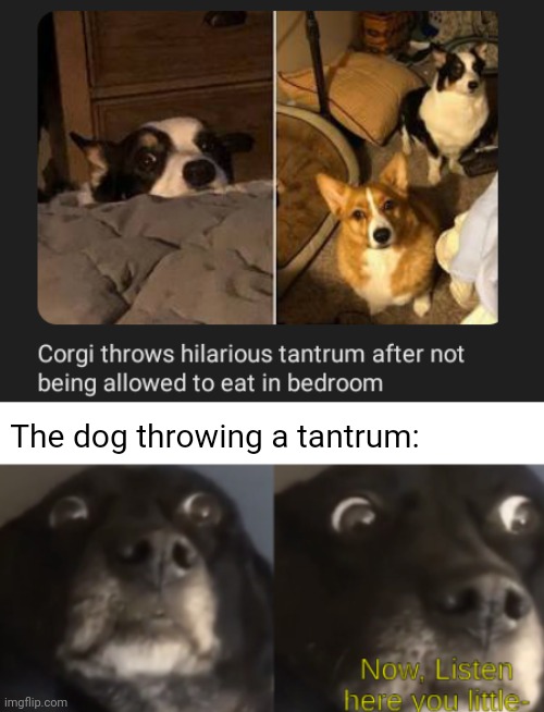 Tantrum | The dog throwing a tantrum: | image tagged in anger dog,dogs,dog,memes,tantrum,corgi | made w/ Imgflip meme maker