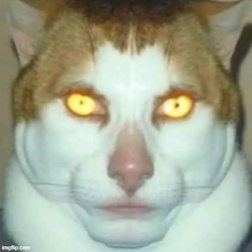 Sigma Cat | image tagged in sigma cat | made w/ Imgflip meme maker