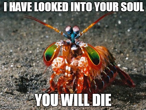 I HAVE LOOKED INTO YOUR SOUL YOU WILL DIE | image tagged in mantis shrimp | made w/ Imgflip meme maker