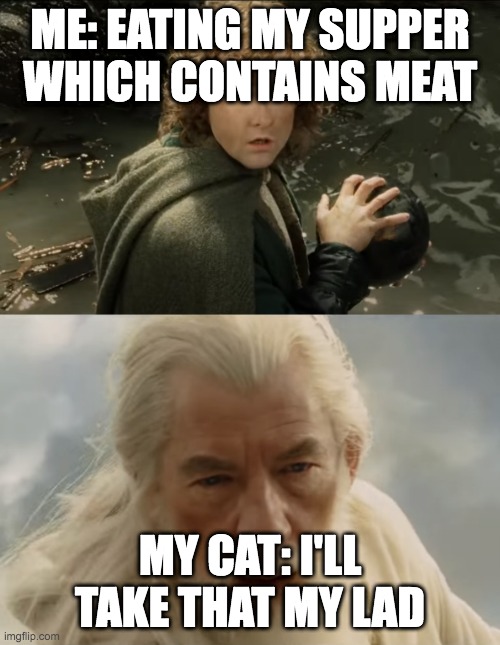 My cat loves to take my food. | ME: EATING MY SUPPER WHICH CONTAINS MEAT; MY CAT: I'LL TAKE THAT MY LAD | image tagged in pippin gandalf i'll take that my lad,cats,funny,memes,cat memes | made w/ Imgflip meme maker