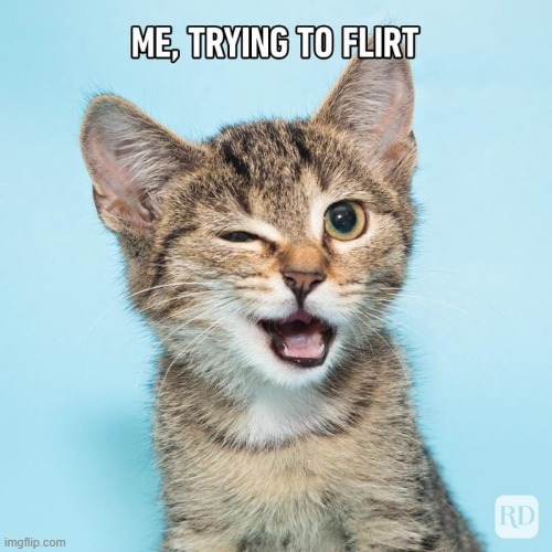 image tagged in cat | made w/ Imgflip meme maker