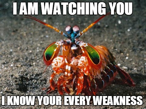 I AM WATCHING YOU I KNOW YOUR EVERY WEAKNESS | image tagged in mantis shrimp | made w/ Imgflip meme maker