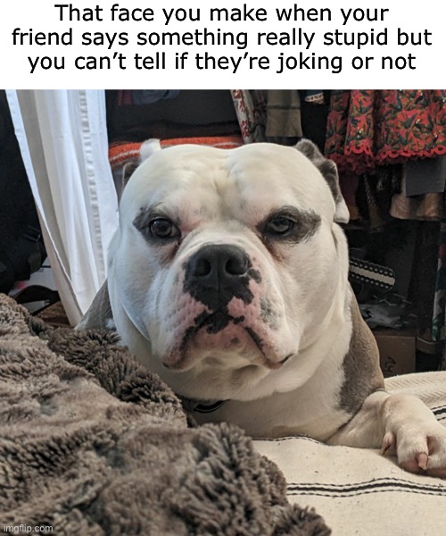 still waiting for the jk | That face you make when your friend says something really stupid but you can’t tell if they’re joking or not | image tagged in funny,meme,friend,something stupid,dog | made w/ Imgflip meme maker