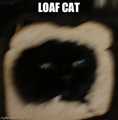 Loaf kat | LOAF CAT | image tagged in cat,memes | made w/ Imgflip meme maker