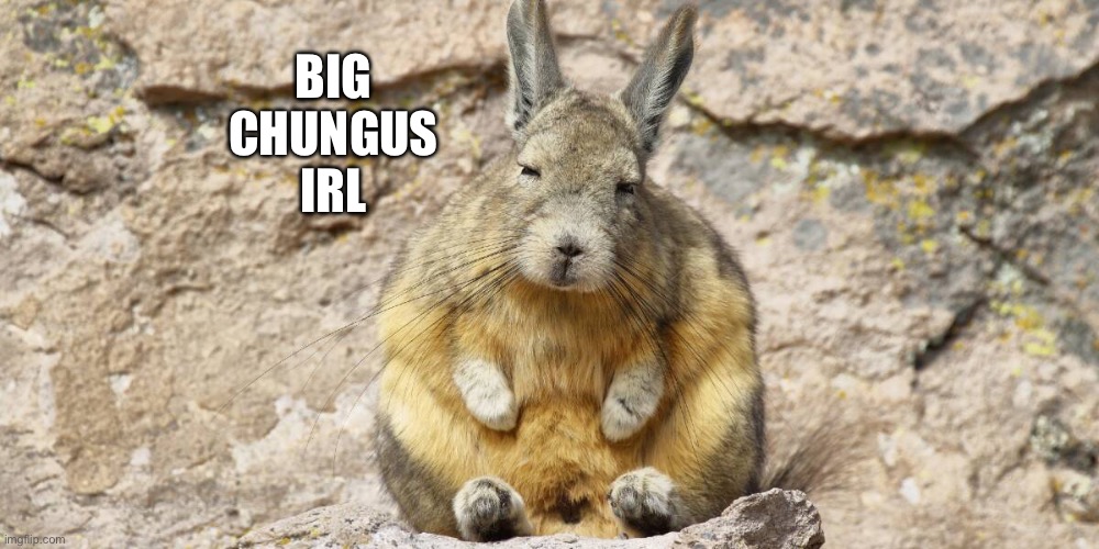 Big Chungus irl ( viscachas ) | BIG CHUNGUS IRL | image tagged in big chungus,funny animals,cute animals,animal meme,funny animal meme | made w/ Imgflip meme maker