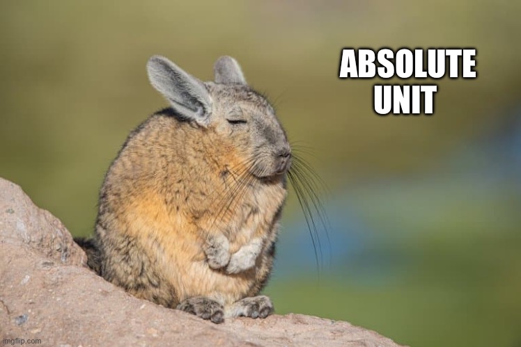 Absolute Unit ( viscachas ) | ABSOLUTE UNIT | image tagged in absolute unit,animal meme,cute animals,spirit animal,funny animal meme | made w/ Imgflip meme maker