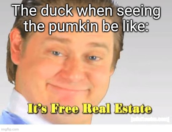 It's Free Real Estate | The duck when seeing the pumkin be like: | image tagged in it's free real estate | made w/ Imgflip meme maker