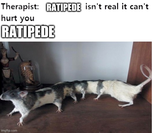 Cursed taxidermy | RATIPEDE; RATIPEDE | image tagged in my therapist,rat pack,cursed,mouse,legs,excuse me wtf | made w/ Imgflip meme maker