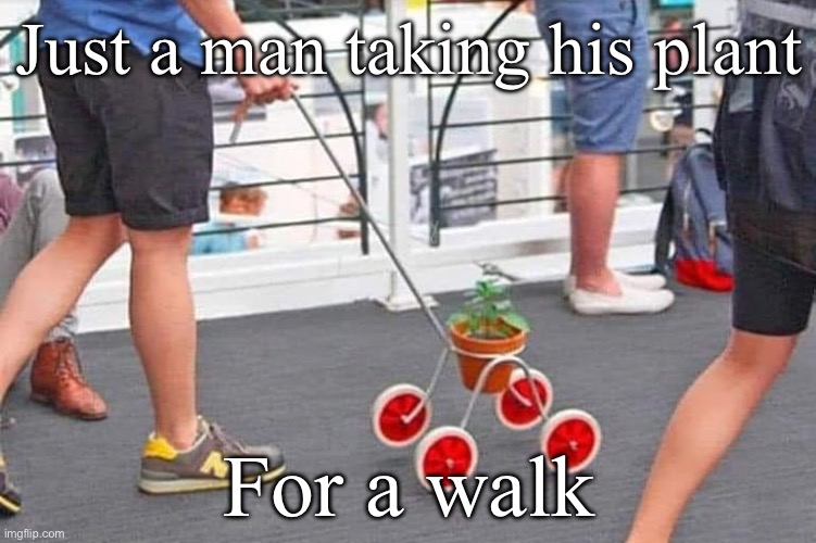 Plant walk | Just a man taking his plant; For a walk | image tagged in plant,walking | made w/ Imgflip meme maker