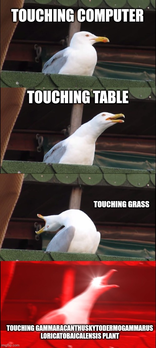Inhaling Seagull Meme | TOUCHING COMPUTER; TOUCHING TABLE; TOUCHING GRASS; TOUCHING GAMMARACANTHUSKYTODERMOGAMMARUS LORICATOBAICALENSIS PLANT | image tagged in memes,inhaling seagull | made w/ Imgflip meme maker