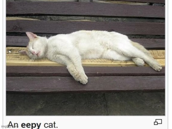 Shhh hes eepy | image tagged in memes,funny,cats,eepy | made w/ Imgflip meme maker