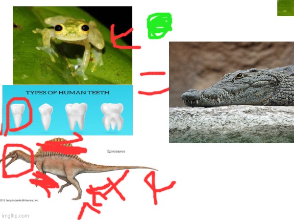 Alligator formula | image tagged in alligator,animals,memes,reptile | made w/ Imgflip meme maker