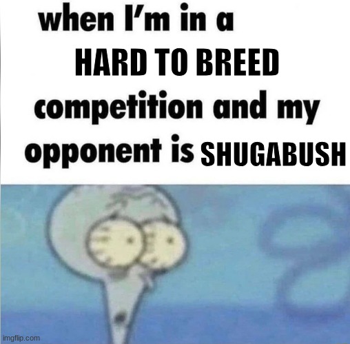 Why | HARD TO BREED; SHUGABUSH | image tagged in whe i'm in a competition and my opponent is,msm | made w/ Imgflip meme maker