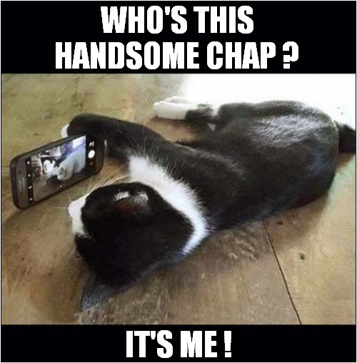 Another One Who's Addicted To  Their Phone ! | WHO'S THIS HANDSOME CHAP ? IT'S ME ! | image tagged in cats,smartphones,pictures | made w/ Imgflip meme maker