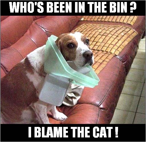 It's A Mystery ! | WHO'S BEEN IN THE BIN ? I BLAME THE CAT ! | image tagged in dogs,blame,cat | made w/ Imgflip meme maker