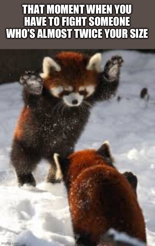 Please help me | THAT MOMENT WHEN YOU HAVE TO FIGHT SOMEONE WHO’S ALMOST TWICE YOUR SIZE | image tagged in red panda,fight | made w/ Imgflip meme maker