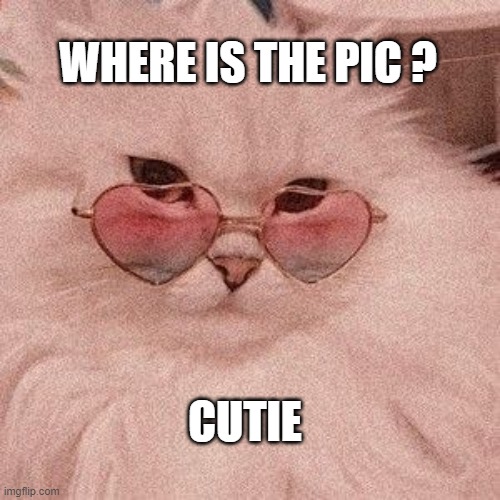 Wants pics | WHERE IS THE PIC ? CUTIE | image tagged in funny cats | made w/ Imgflip meme maker