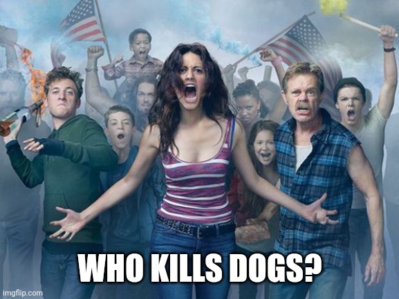 Shameless | WHO KILLS DOGS? | image tagged in shameless | made w/ Imgflip meme maker