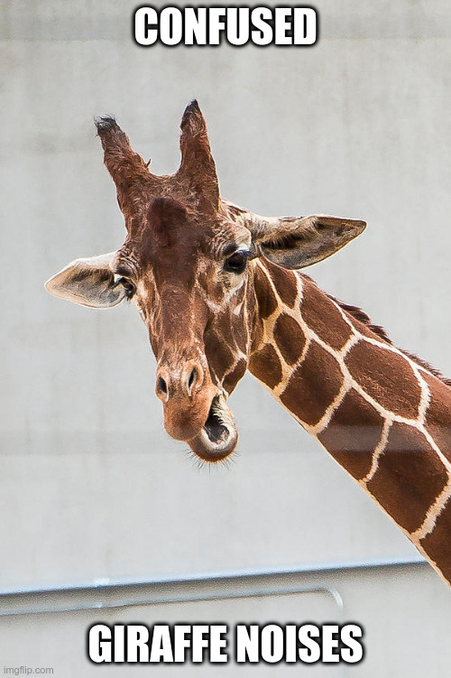 confused giraffe noises