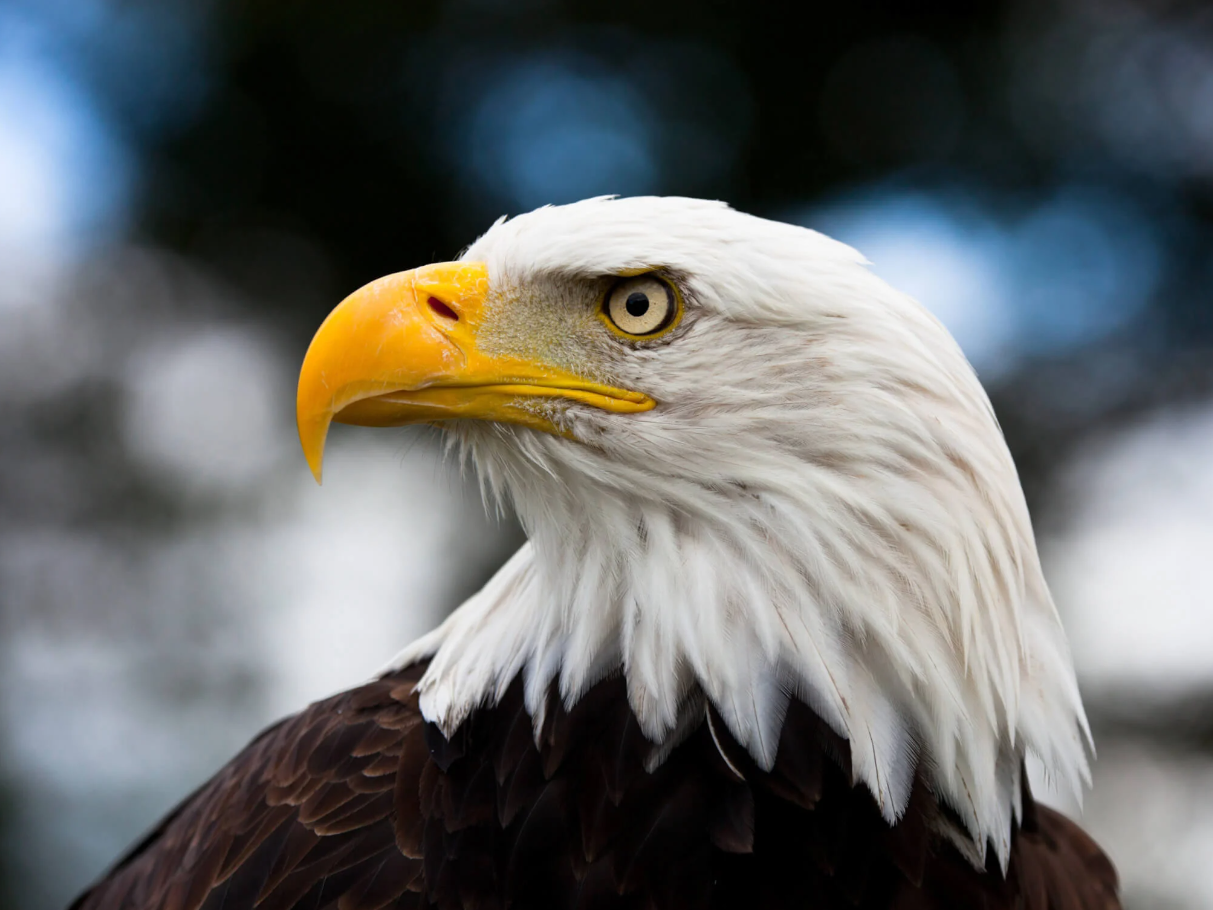 USA Blank Meme Template
