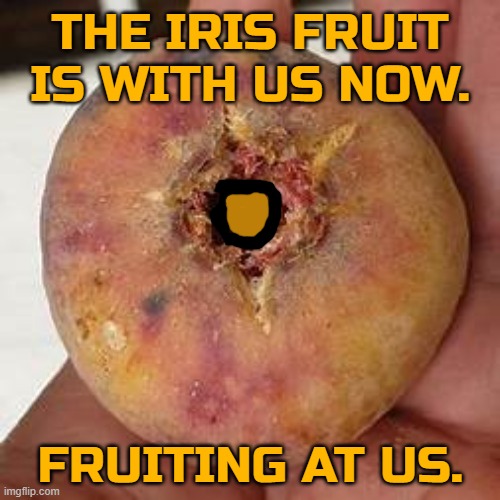 The Iris Fruit | THE IRIS FRUIT IS WITH US NOW. FRUITING AT US. | image tagged in ghe,analog horror | made w/ Imgflip meme maker
