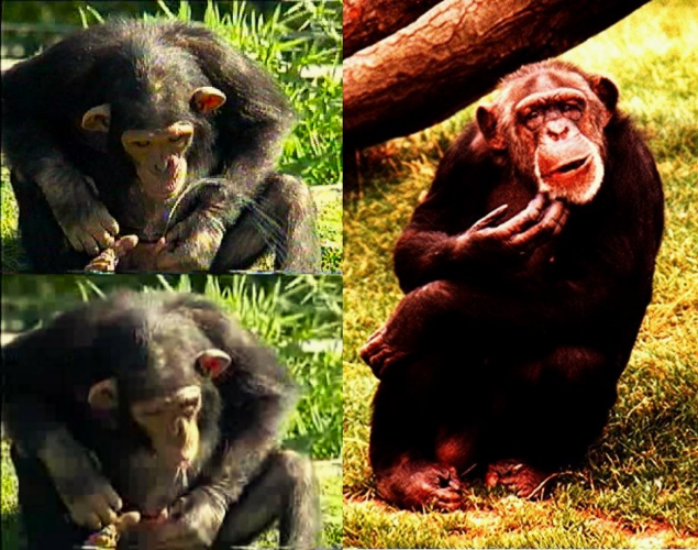 chimps are like democrats Blank Meme Template