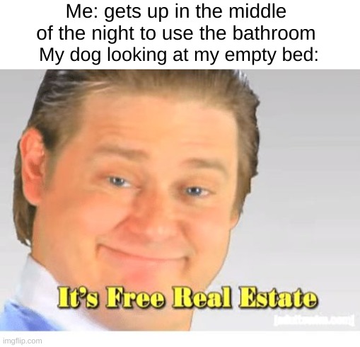 Literally EVERY TIME | Me: gets up in the middle of the night to use the bathroom; My dog looking at my empty bed: | image tagged in it's free real estate,memes | made w/ Imgflip meme maker