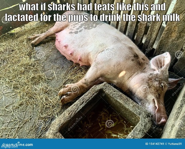 what if sharks had teats like this and lactated for the pups to drink the shark milk | made w/ Imgflip meme maker