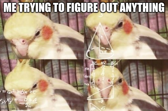 confused birb | ME TRYING TO FIGURE OUT ANYTHING | image tagged in confused birb | made w/ Imgflip meme maker