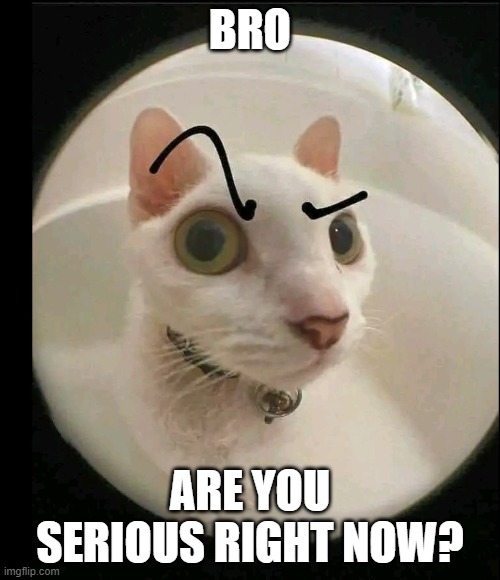 when someone say Sakura is the best | BRO; ARE YOU SERIOUS RIGHT NOW? | image tagged in cat,suspicious,made in france | made w/ Imgflip meme maker