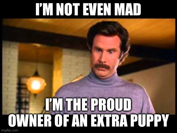 Anchorman I'm Impressed | I’M NOT EVEN MAD I’M THE PROUD OWNER OF AN EXTRA PUPPY | image tagged in anchorman i'm impressed | made w/ Imgflip meme maker