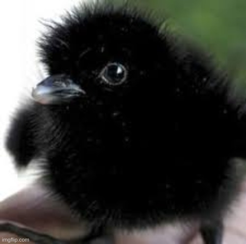 a baby crow... I want to squeeze it. | made w/ Imgflip meme maker