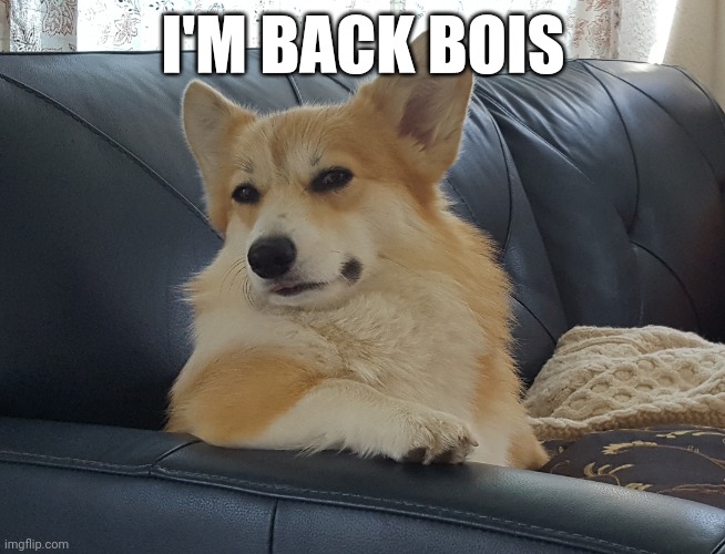 My old account got compromised | I'M BACK BOIS | image tagged in disappointed corgi | made w/ Imgflip meme maker