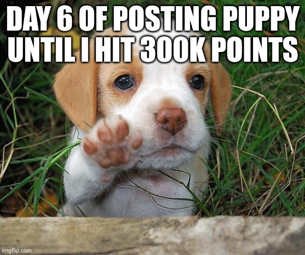 dog puppy bye | DAY 6 OF POSTING PUPPY UNTIL I HIT 300K POINTS | image tagged in dog puppy bye | made w/ Imgflip meme maker