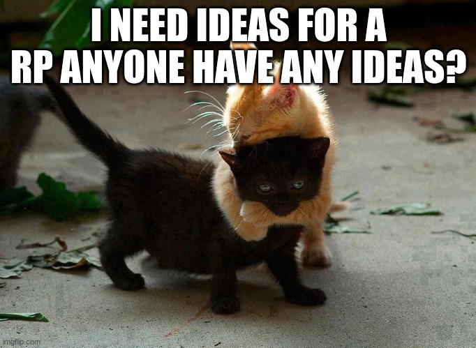 Pwease me need ideas | I NEED IDEAS FOR A RP ANYONE HAVE ANY IDEAS? | image tagged in kitten hug | made w/ Imgflip meme maker