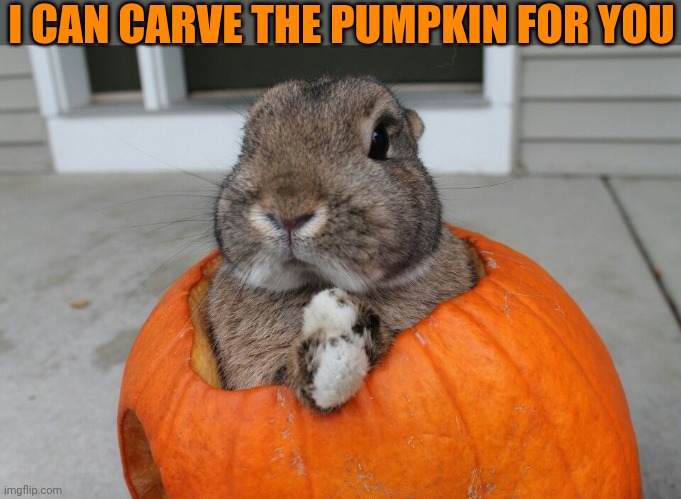 LET THE BUNNY CARVE THE PUMPKINS | I CAN CARVE THE PUMPKIN FOR YOU | image tagged in bunny,rabbits,pumpkin,halloween | made w/ Imgflip meme maker