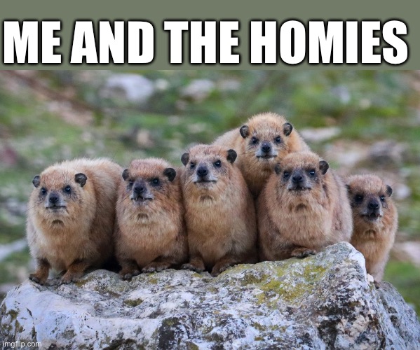 Me and the Homies ( Rock Hyrax ) | ME AND THE HOMIES | image tagged in me and the homies,homies,cute animals,animal meme,funny animal meme,animal memes | made w/ Imgflip meme maker
