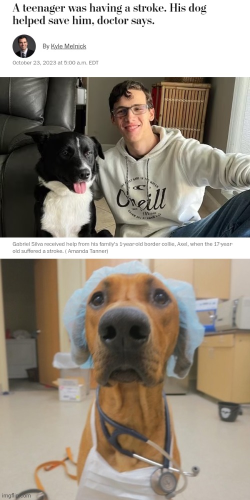Heroic Dog | image tagged in dog doctor,dogs,dog,stroke,memes,heroic | made w/ Imgflip meme maker