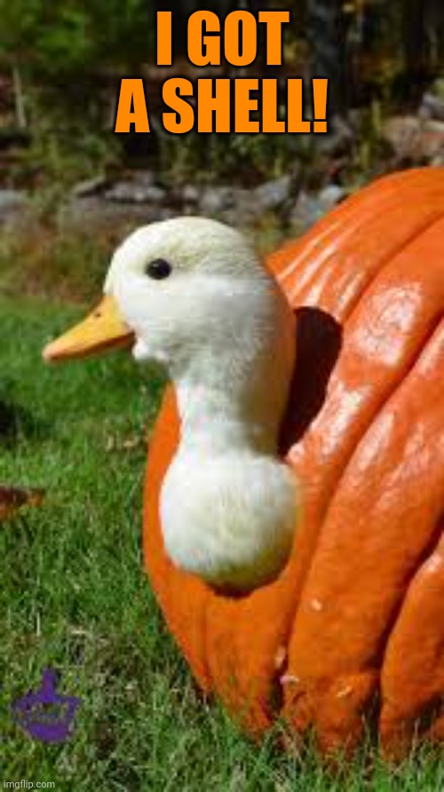 PUMPKIN DUCK | I GOT A SHELL! | image tagged in ducks,pumpkin | made w/ Imgflip meme maker