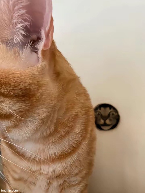 Hello chat | made w/ Imgflip meme maker