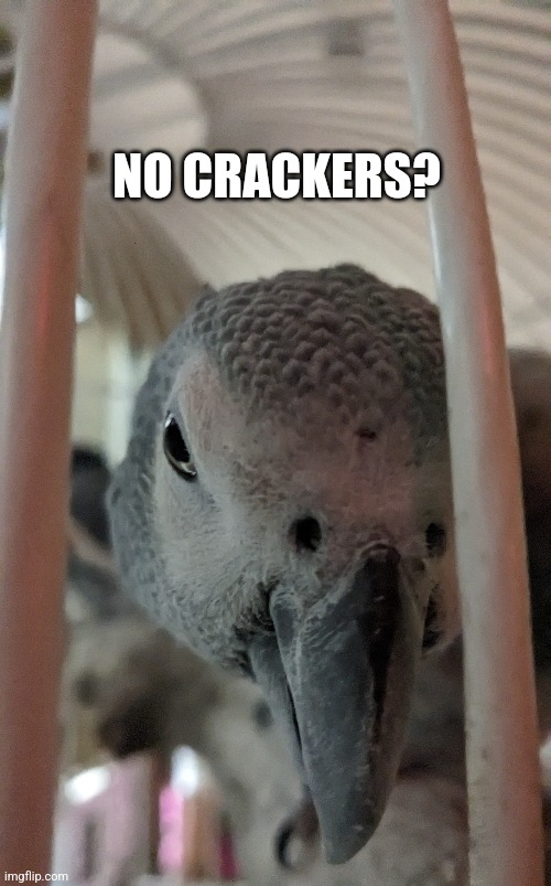 Took this photo myself. Am very proud | NO CRACKERS? | image tagged in stay blobby | made w/ Imgflip meme maker