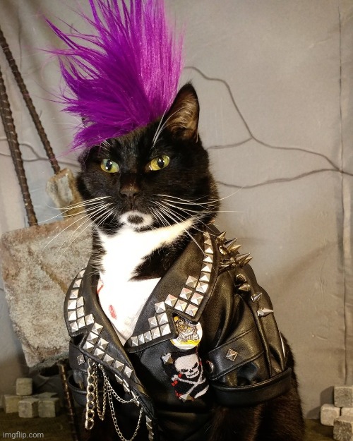 Badass cat | image tagged in punk rock | made w/ Imgflip meme maker