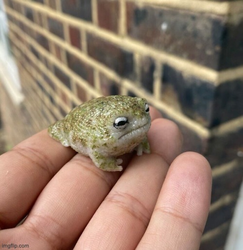 frog :) | image tagged in cute,frog,froge | made w/ Imgflip meme maker