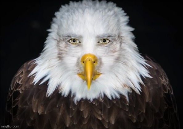 High Quality Bald eagle stare Blank Meme Template