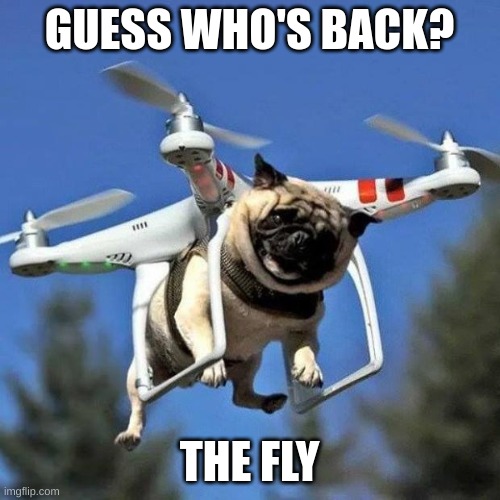 :) | GUESS WHO'S BACK? THE FLY | image tagged in flying pug | made w/ Imgflip meme maker