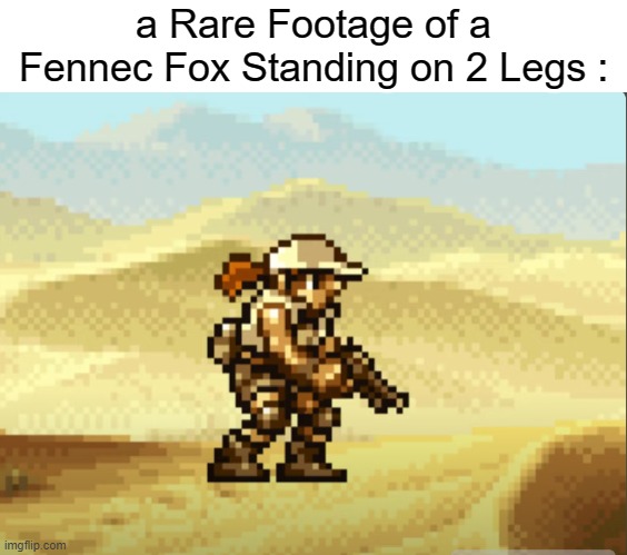 Fio the Fennec Fox | a Rare Footage of a Fennec Fox Standing on 2 Legs : | image tagged in fio the fennec fox,fio,fennec fox,fox | made w/ Imgflip meme maker